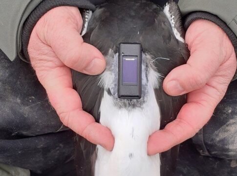 Hunt for Ealing resident who may have tracking device picked up in ...
