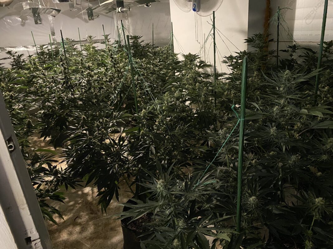 Lime Tree estate cannabis factory