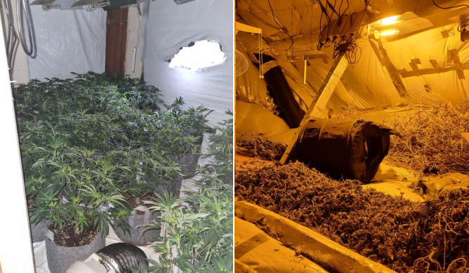 Southall Cannabis factory