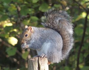 Squirrel in Grove Farm. Photo: David Harvey