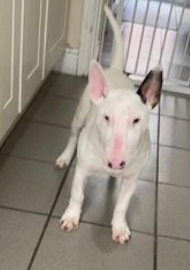 English bull terrier named Sky was removed from a canal in Greenford with two barbell weights tied around her neck.