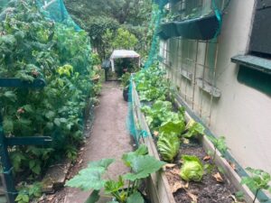 The fruit and vegetable garden inside A.P..P..L.E