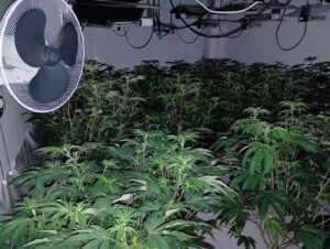 Cannabis plants seized by police as part of Operation Mille. Photo: Metropolitan Police