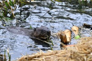 After 400 years Beavers are back in Ealing