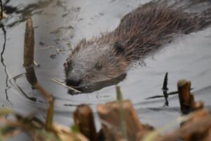 Beaver swimming in Ealing