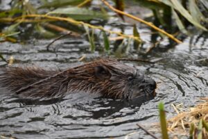 Beavers back in Ealing