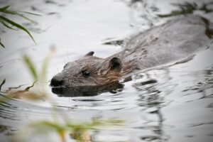 Beavers back in Ealing