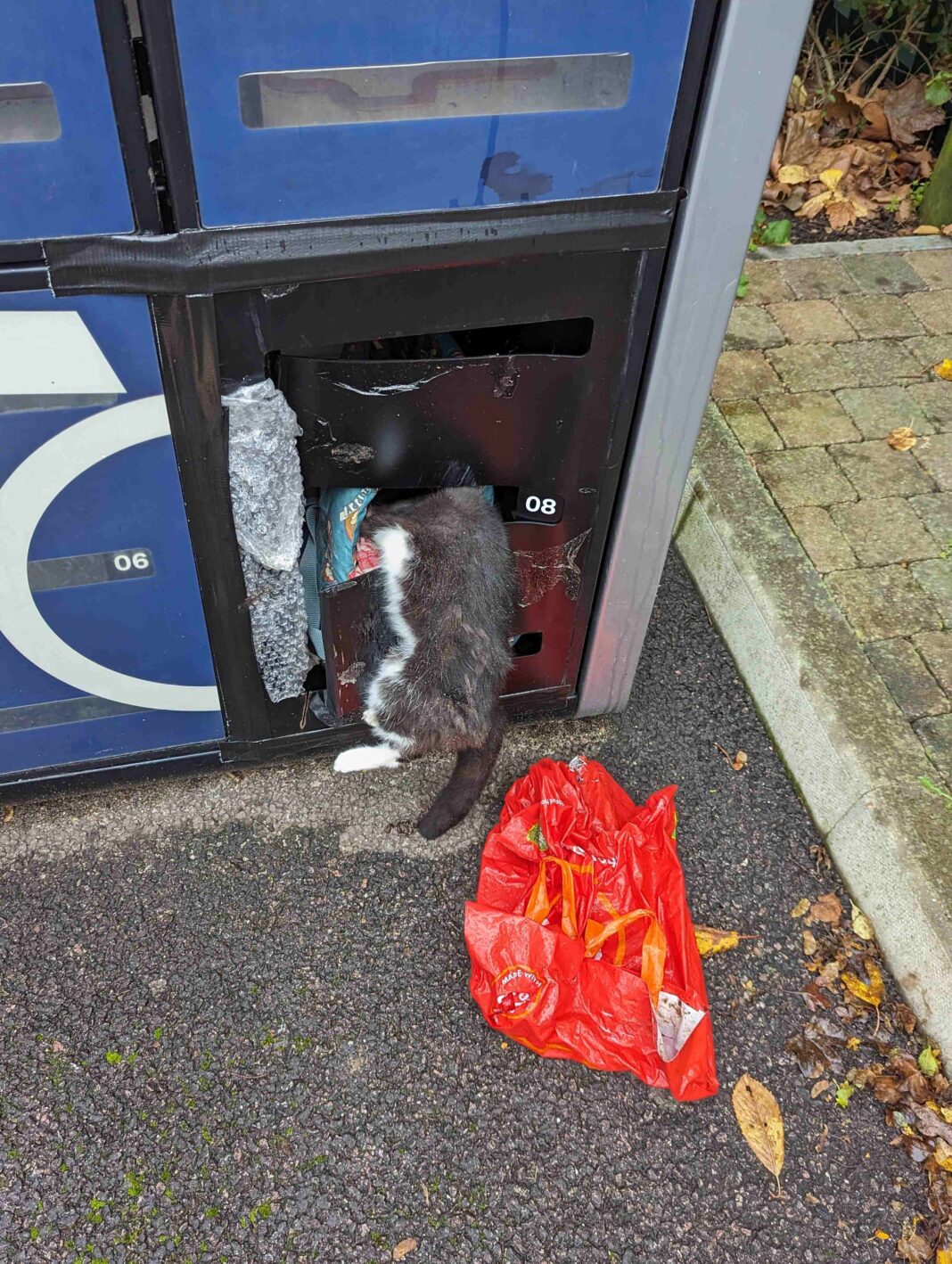 Dead cat foound in locker in Hanwell. Photo: RSPCA