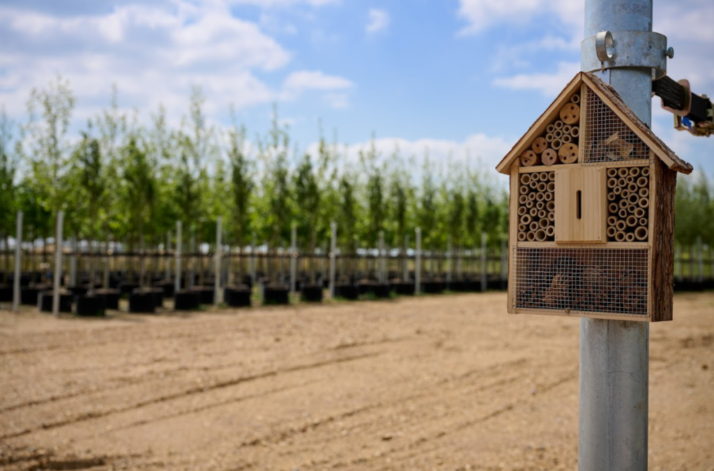 Tree nursery at Southall's The Green Quarter. Photo: Berkeley Group 