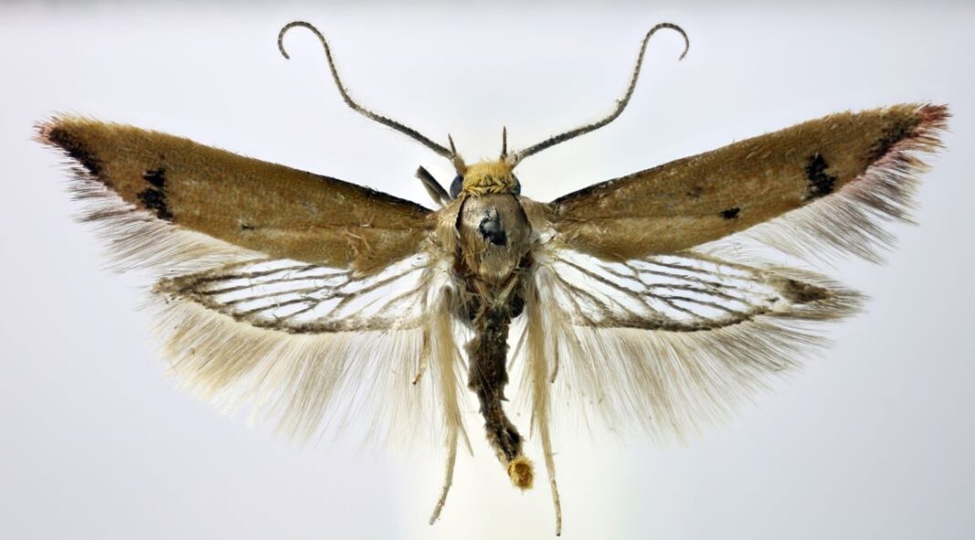 Tachystola Mulliganae, new moth species found in Walpole Park. Photo: Natural History Museum