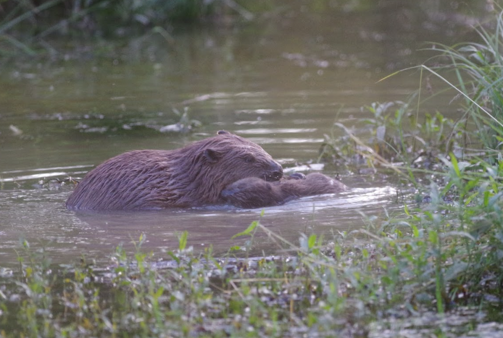 Beavers reintroduced in Ealing. Photo: Nichola Nichols/Ealing Wildlife Group