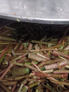 Japanese knotweed in the mash tun.. Photo: Perivale Brewery